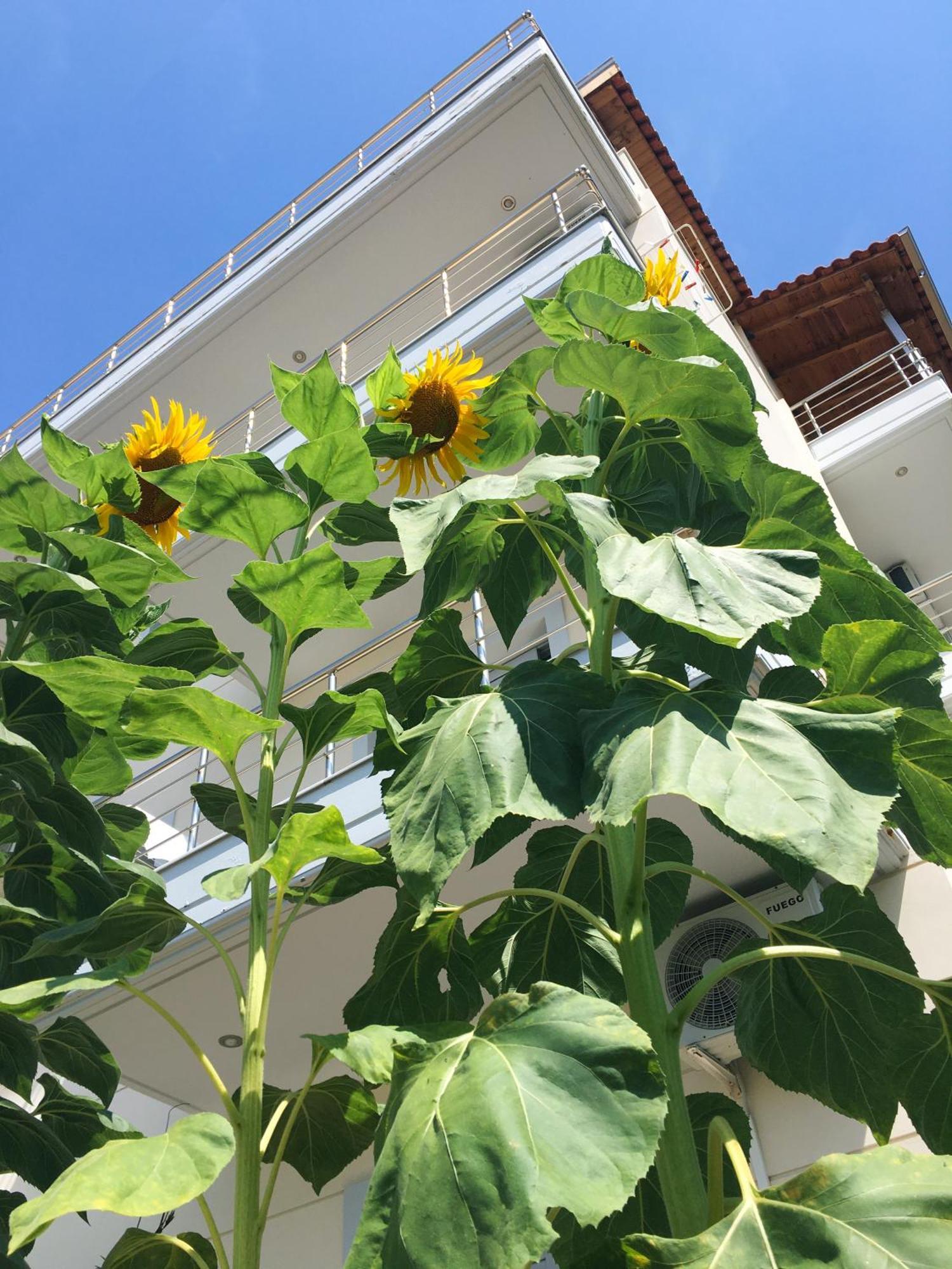 Sunflower Himara Ngoại thất bức ảnh