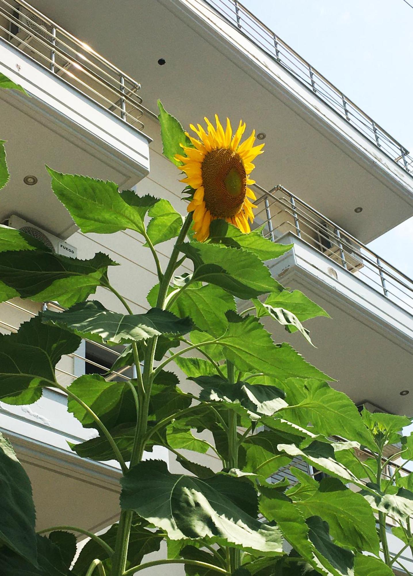 Sunflower Himara Ngoại thất bức ảnh